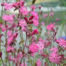 Wildflower Red Campion